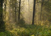Leśny Kompleks Promocyjny Puszcza Knyszyńska