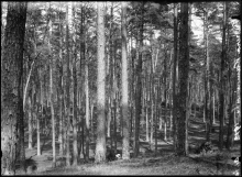 100 lat temu powstał statut „Polskich Lasów Państwowych"